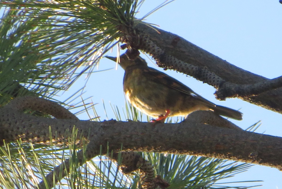 Varied Thrush - ML640209883