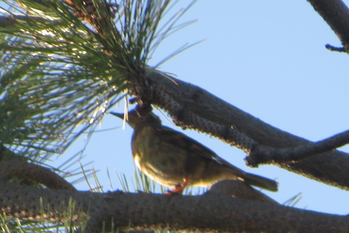 Varied Thrush - ML640209885