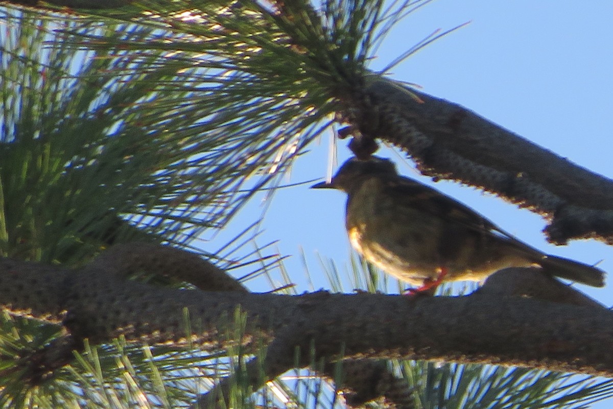 Varied Thrush - ML640209887