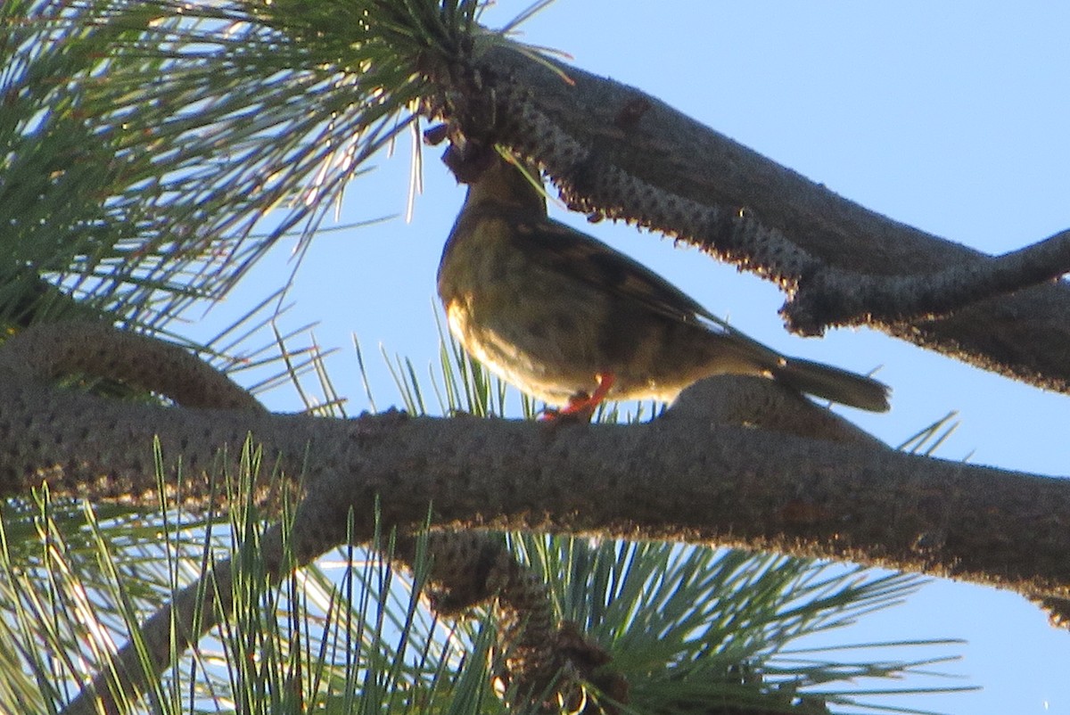 Varied Thrush - ML640209896