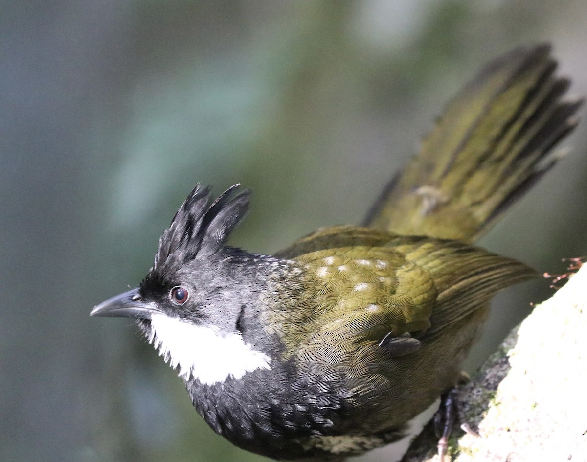Eastern Whipbird - ML640209901