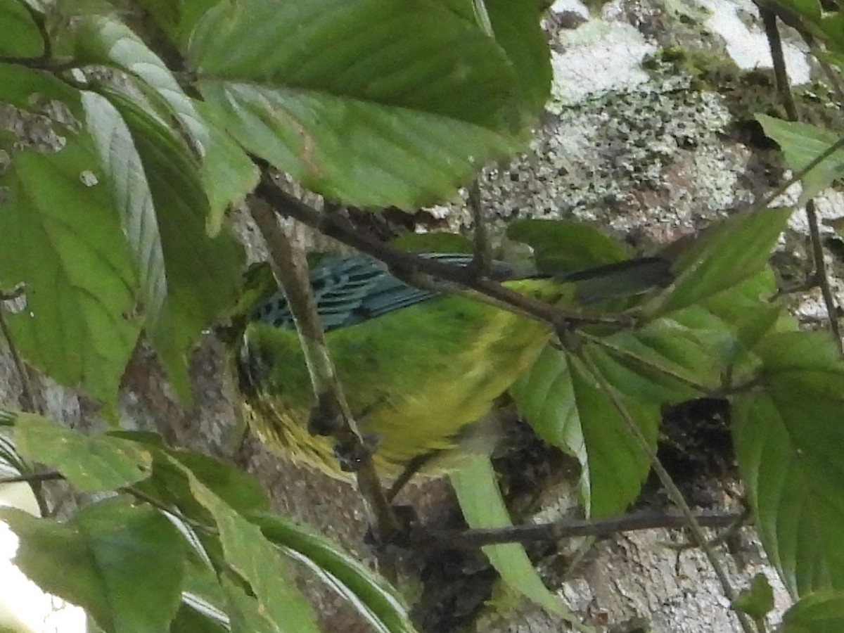 Yellow-bellied Tanager - ML640209908