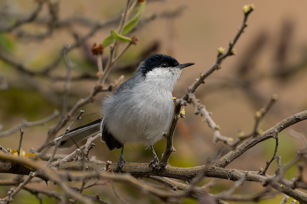 Marañon Gnatcatcher - ML640209956