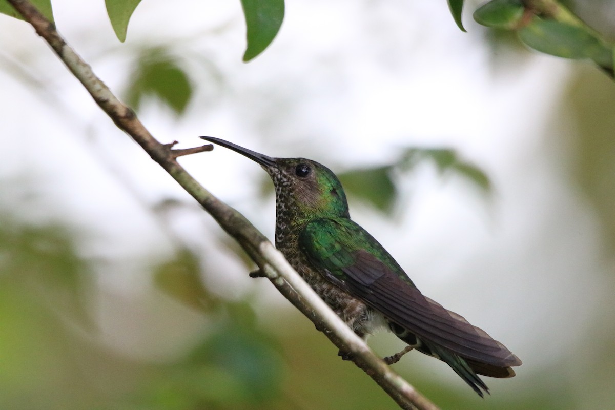 Scaly-breasted Hummingbird - ML640209974
