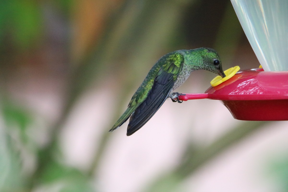 Scaly-breasted Hummingbird - ML640209975