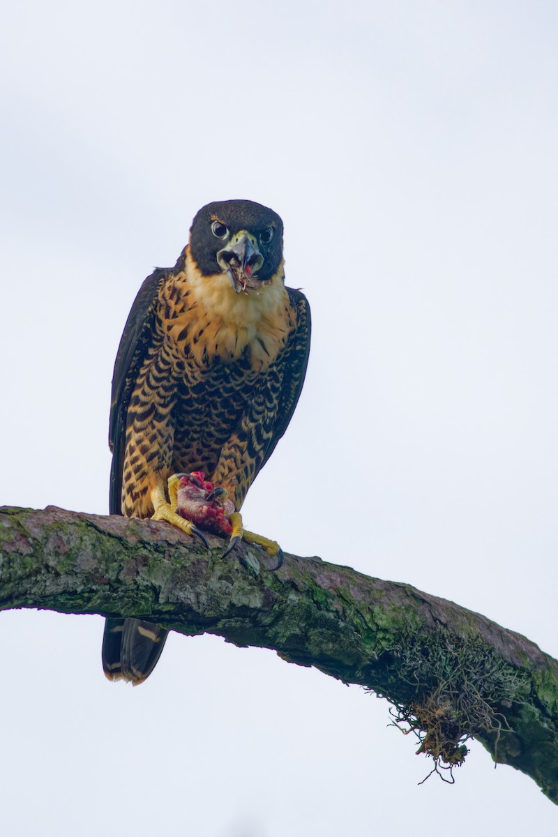 Orange-breasted Falcon - ML640210231