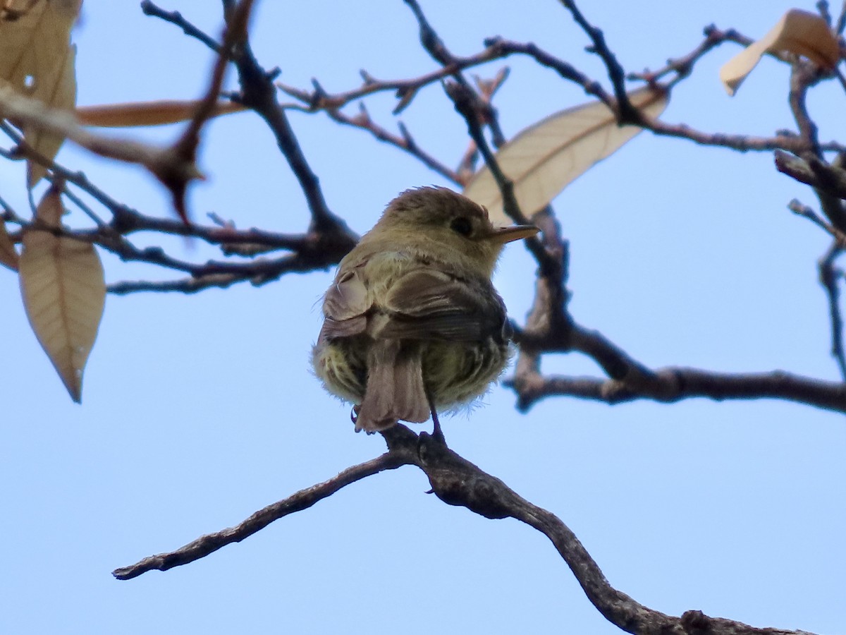 Buff-breasted Flycatcher - ML640210249