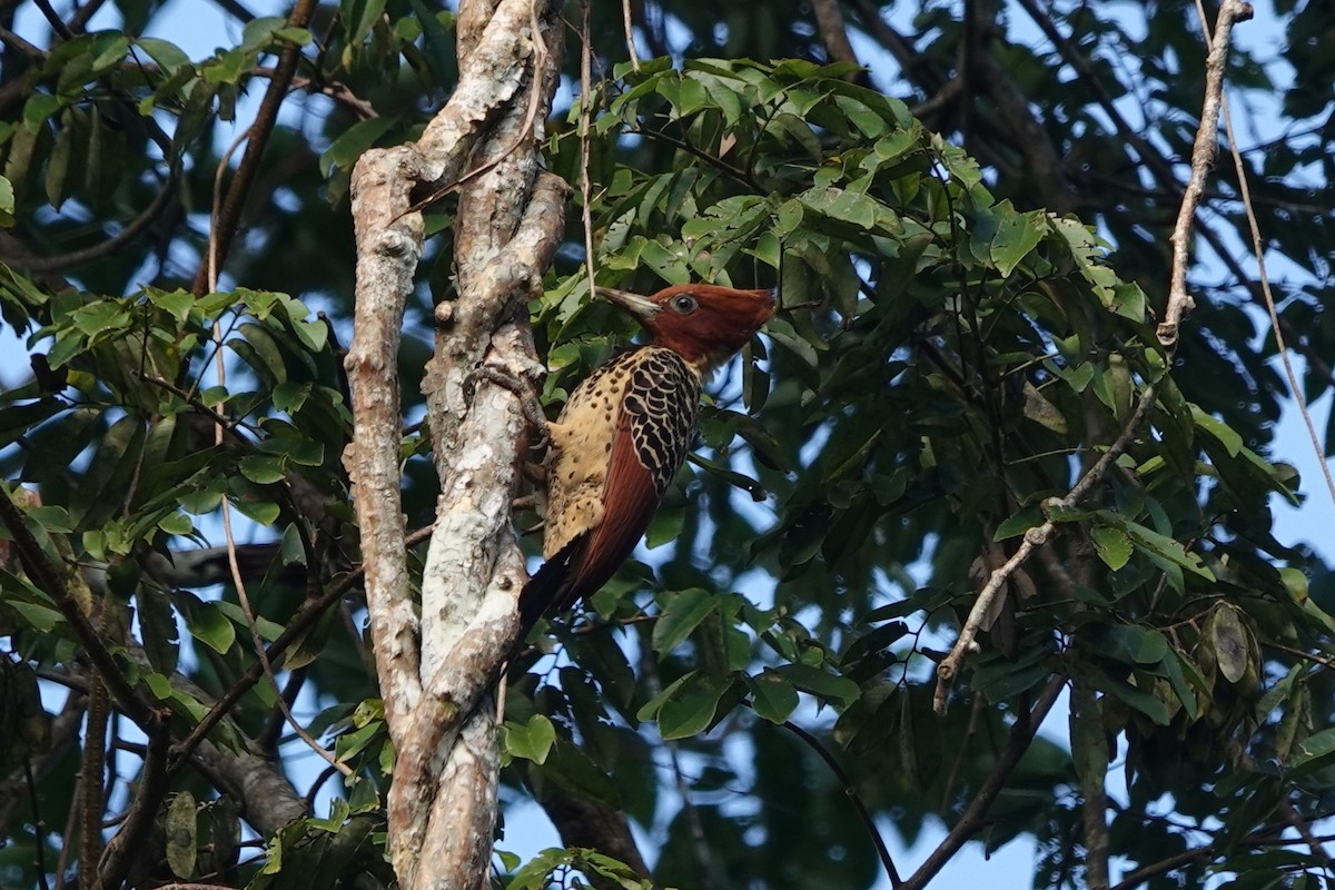 Rufous-headed Woodpecker - ML640210255