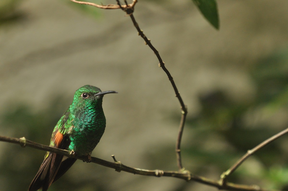 Stripe-tailed Hummingbird - ML640210282