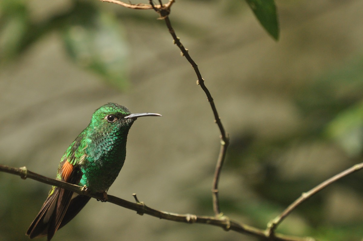 Stripe-tailed Hummingbird - ML640210286