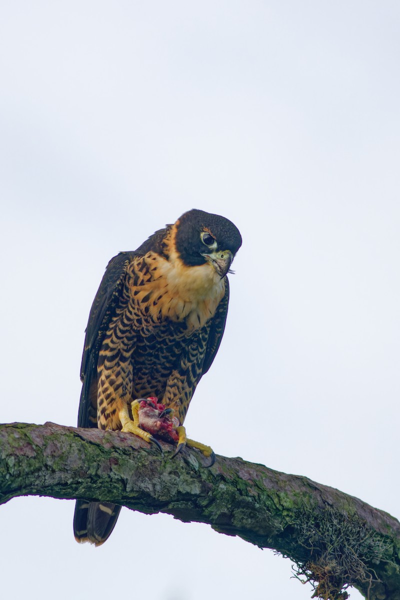Orange-breasted Falcon - ML640210289