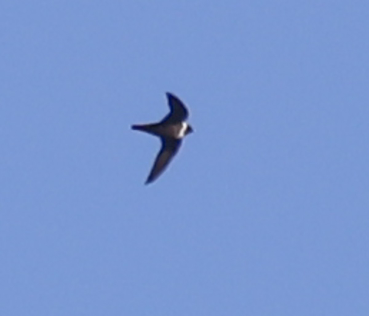 White-collared Swift - ML640210292