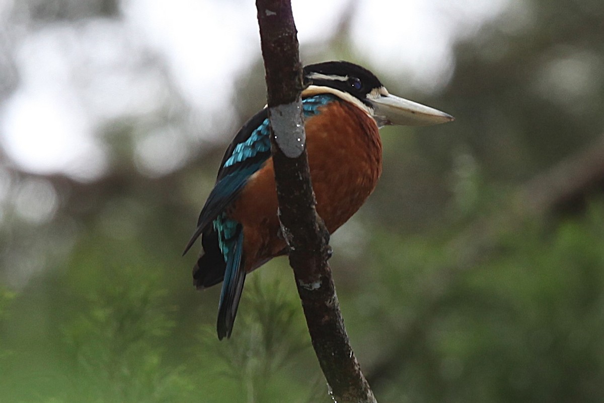 Rufous-bellied Kookaburra - ML640210341