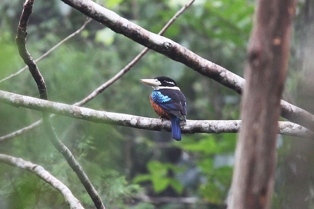 Rufous-bellied Kookaburra - ML640210343