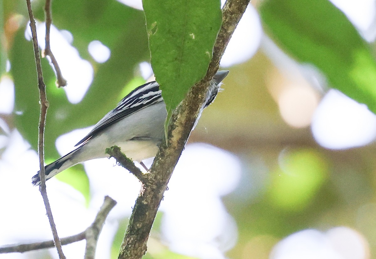 Black-capped Becard - ML640210346
