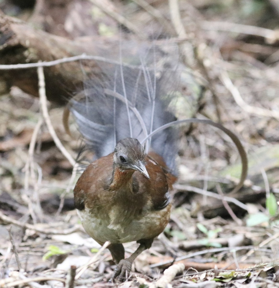 Albert's Lyrebird - ML640210374