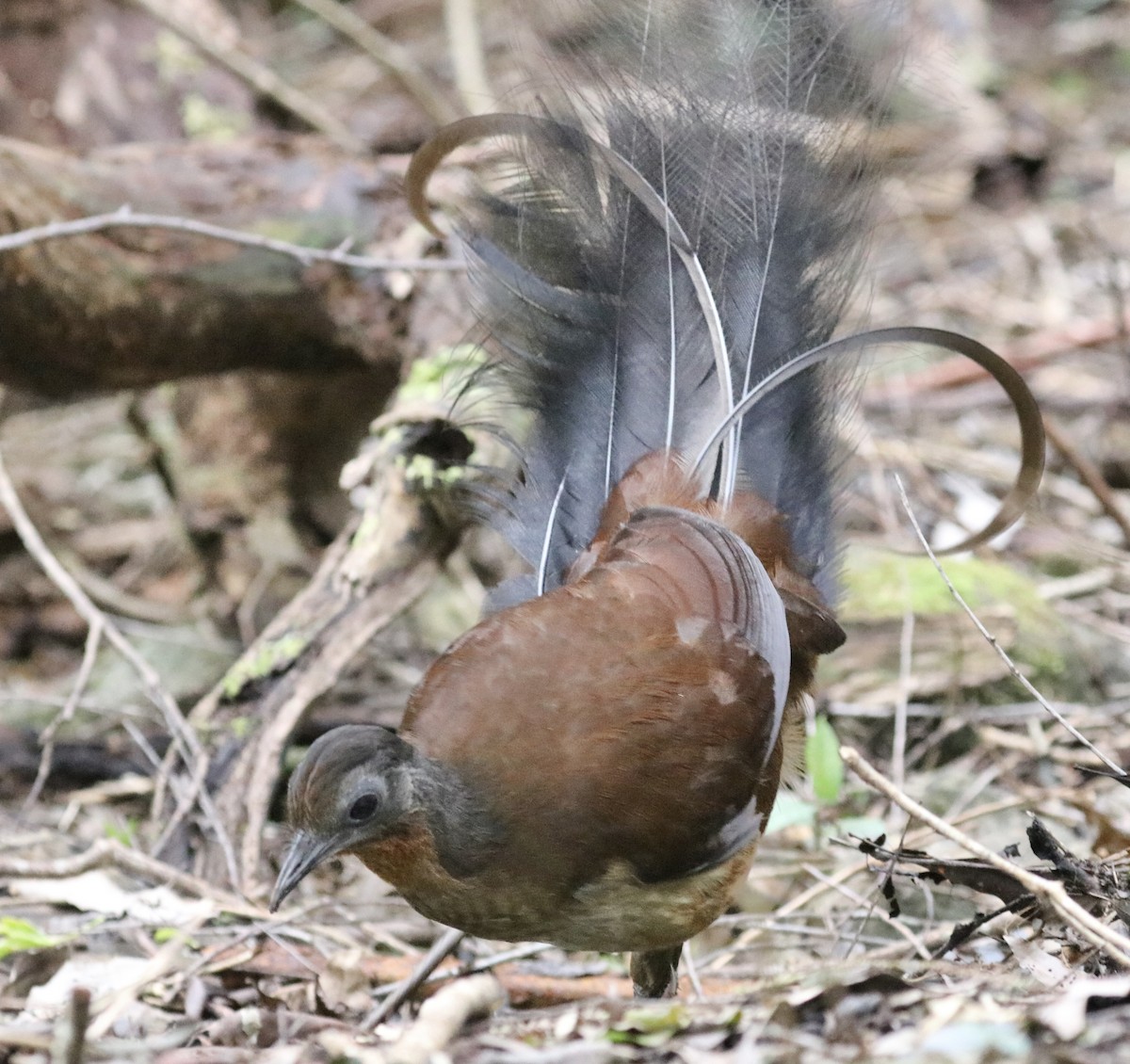 Albert's Lyrebird - ML640210375
