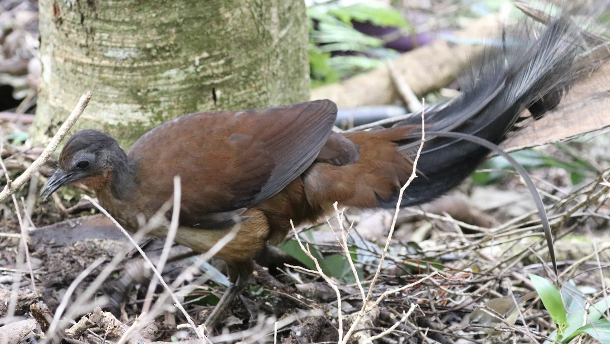 Albert's Lyrebird - ML640210376