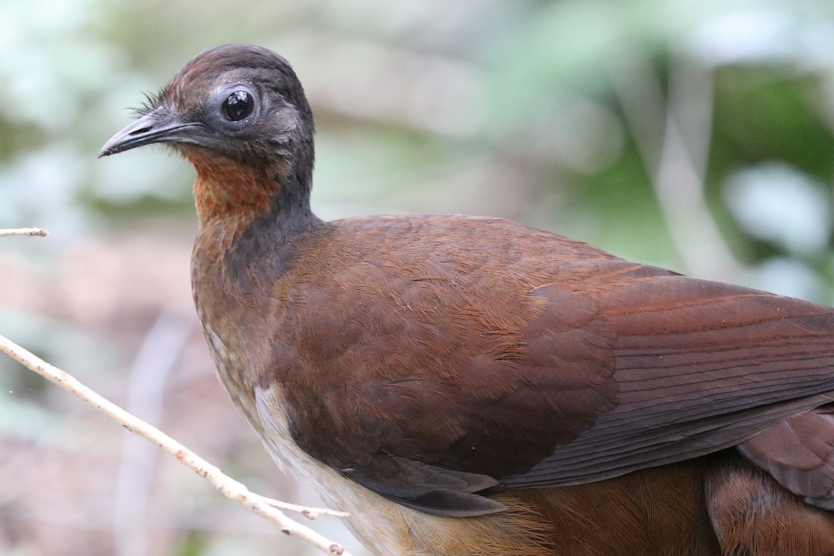 Albert's Lyrebird - ML640210377