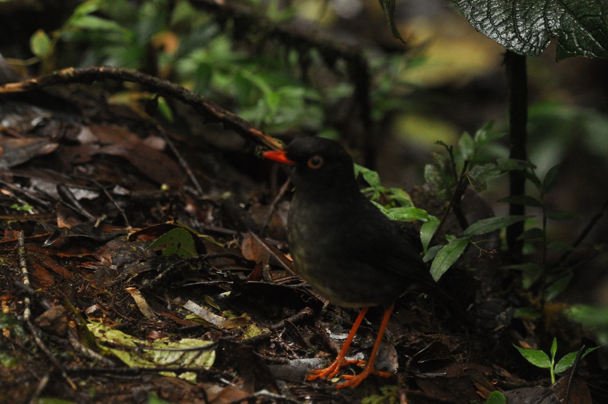 Slaty-backed Nightingale-Thrush - ML640210380