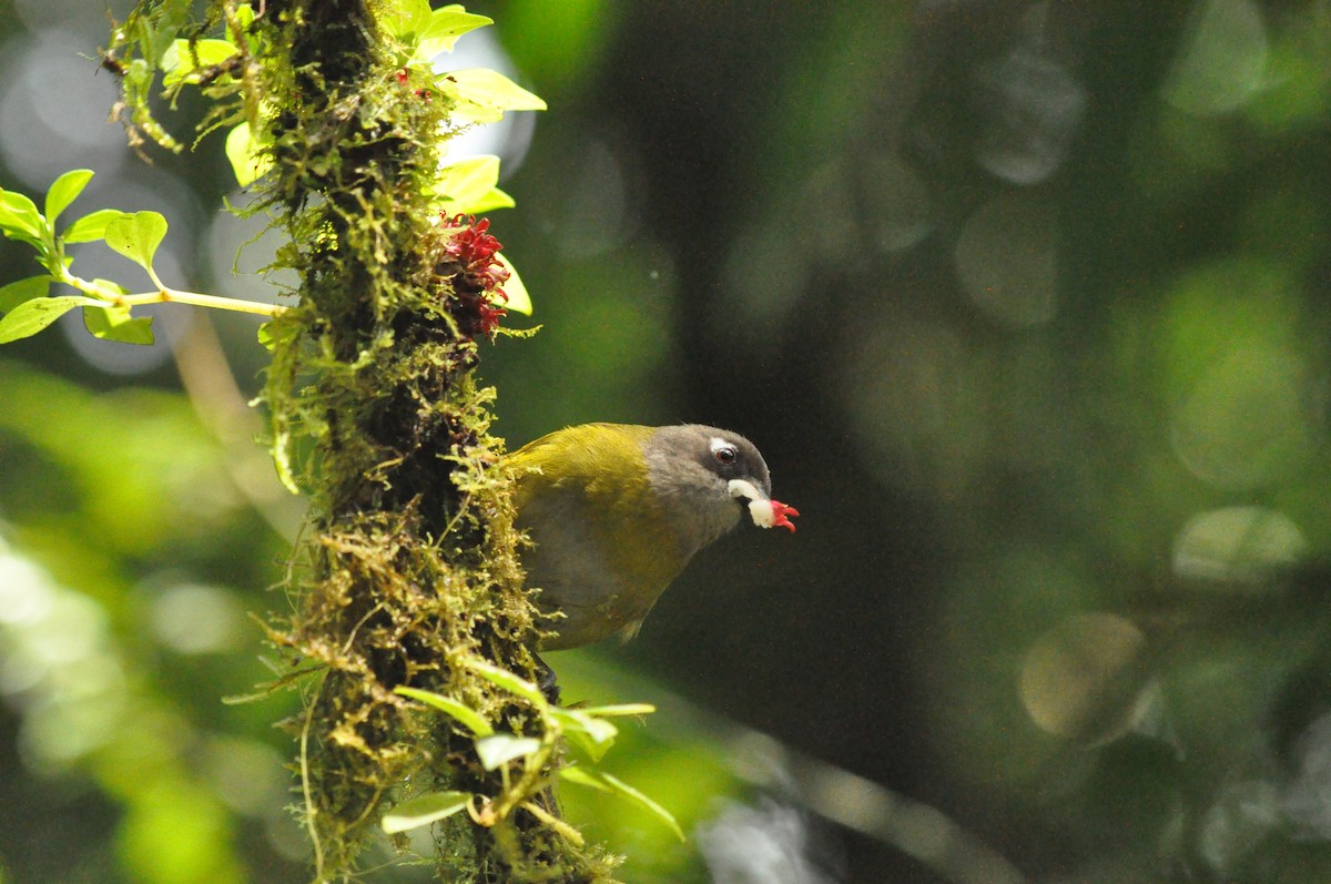 Common Chlorospingus - ML640210407