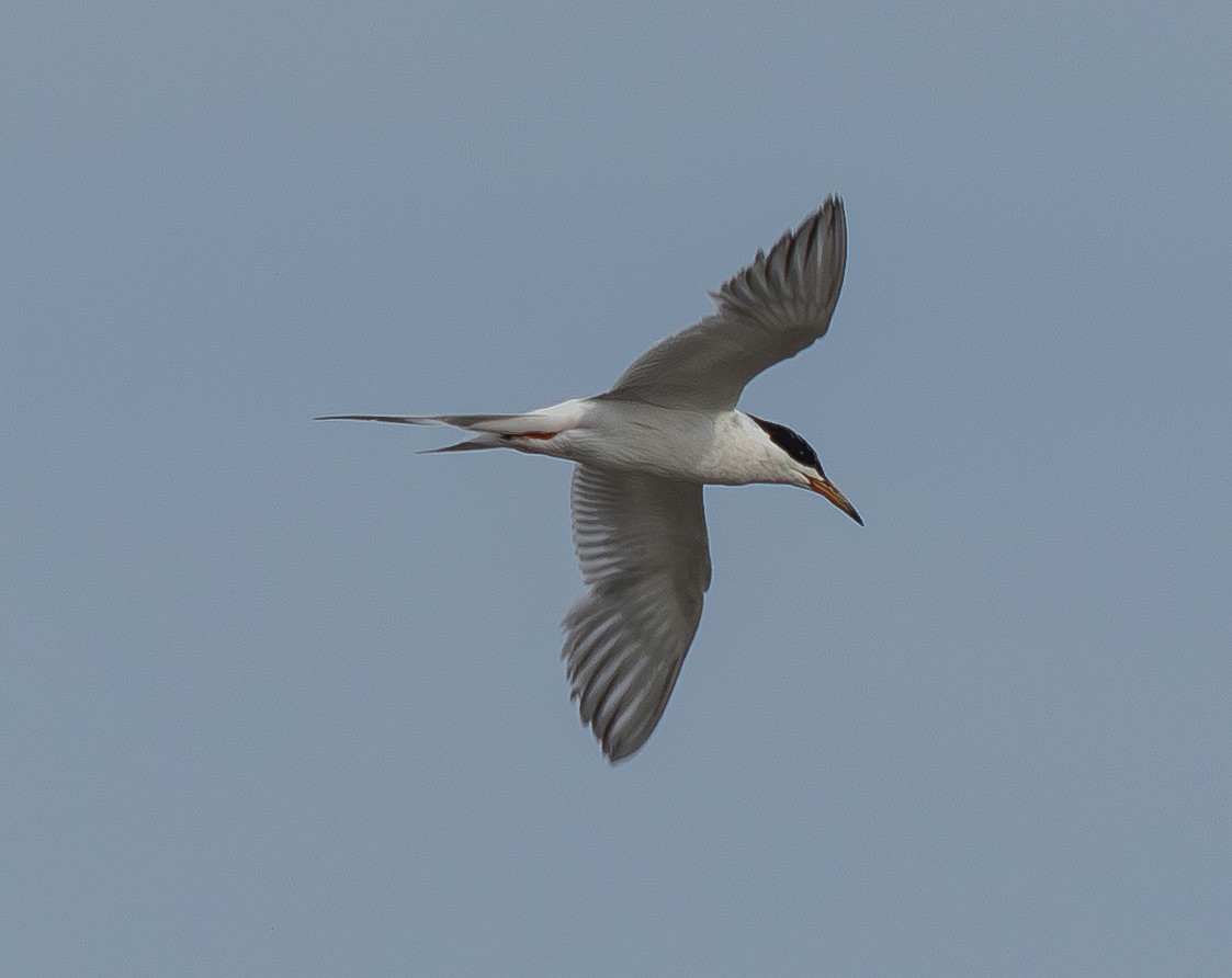 Forster's Tern - ML640210468