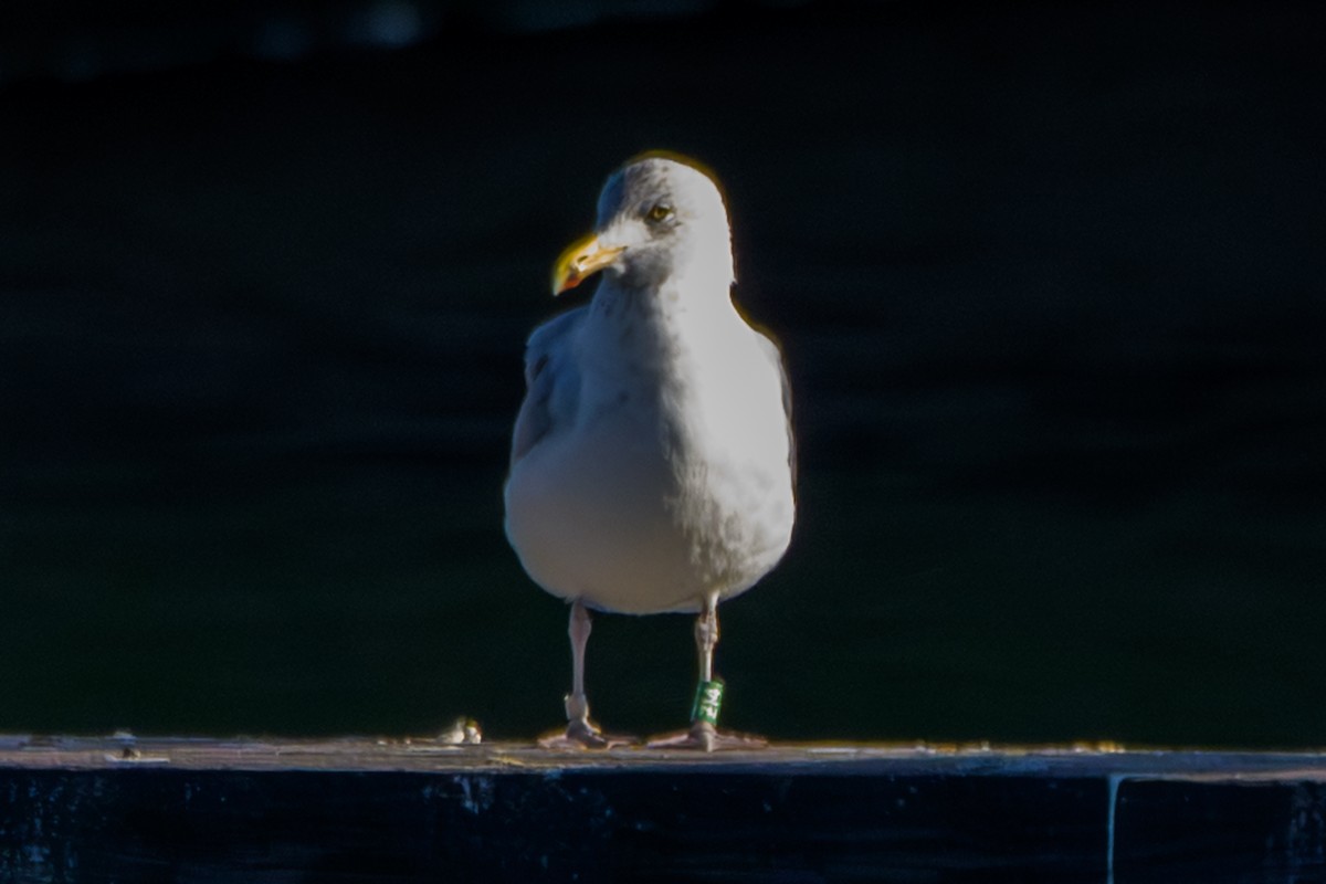 American Herring Gull - ML640210471