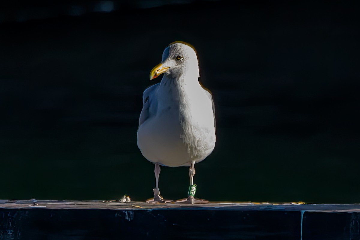 American Herring Gull - ML640210473