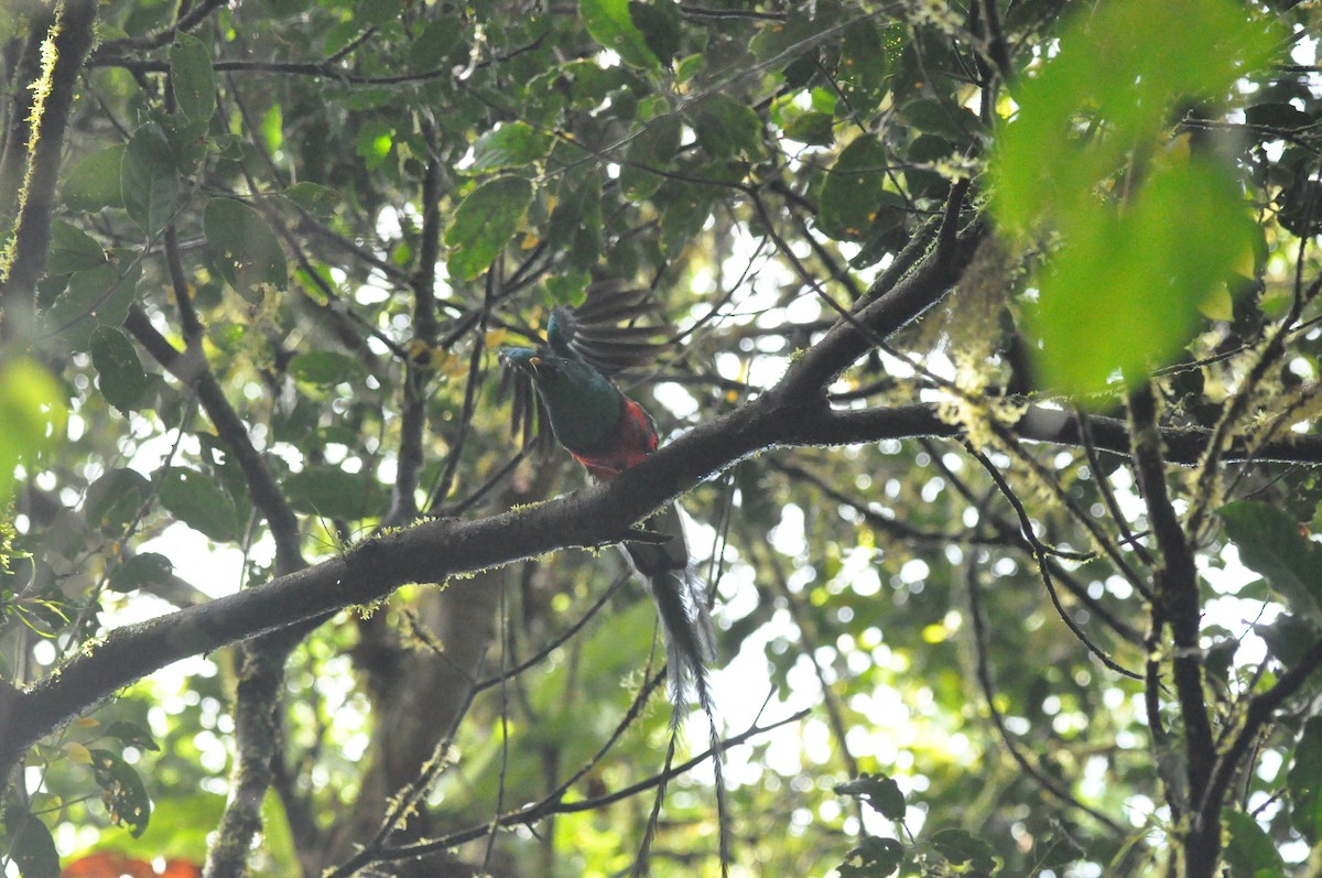 Resplendent Quetzal - ML640210491