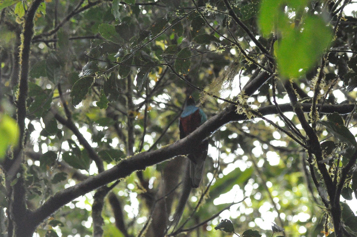 Resplendent Quetzal - ML640210492
