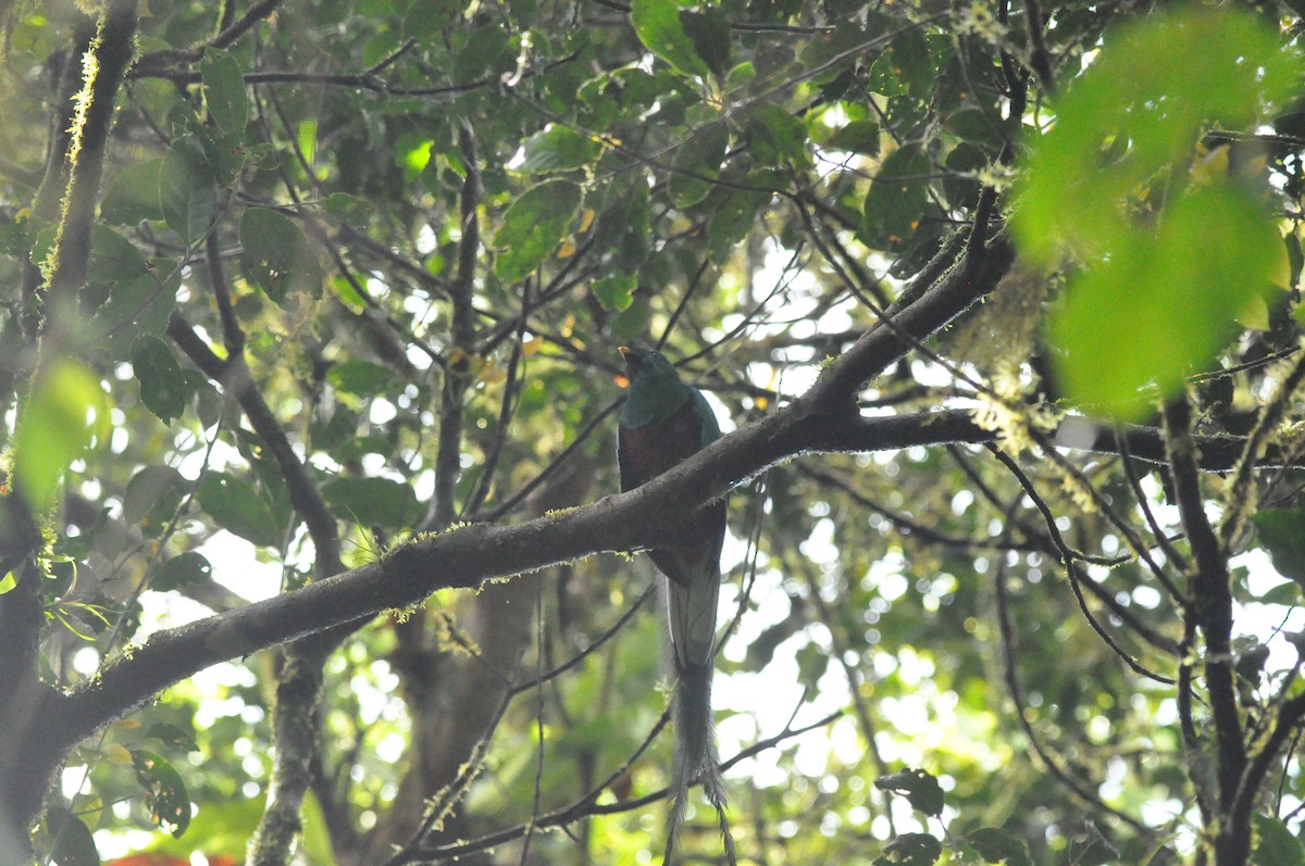 Resplendent Quetzal - ML640210493