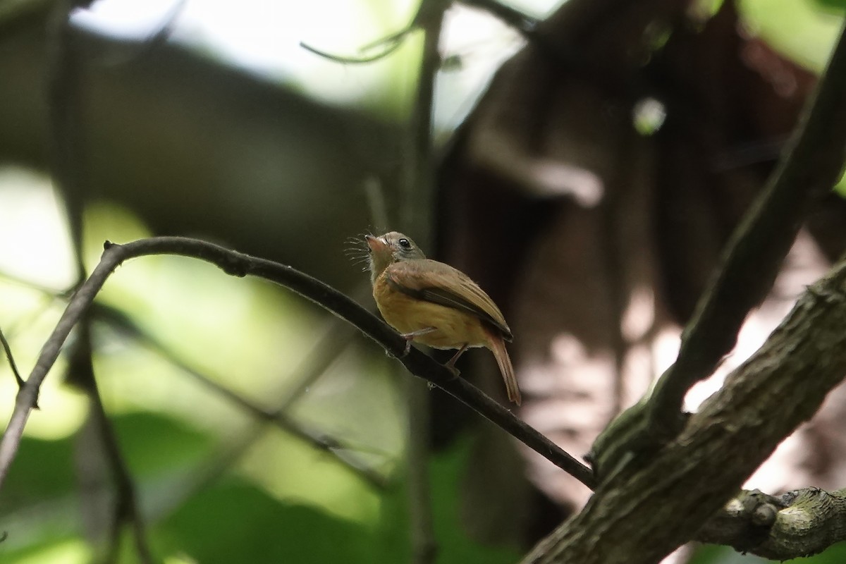 Ruddy-tailed Flycatcher - ML640210506