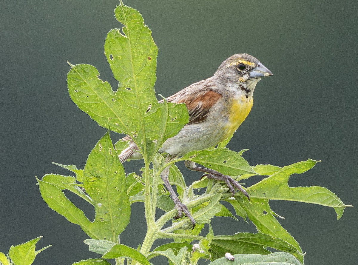 Dickcissel d'Amérique - ML640210526