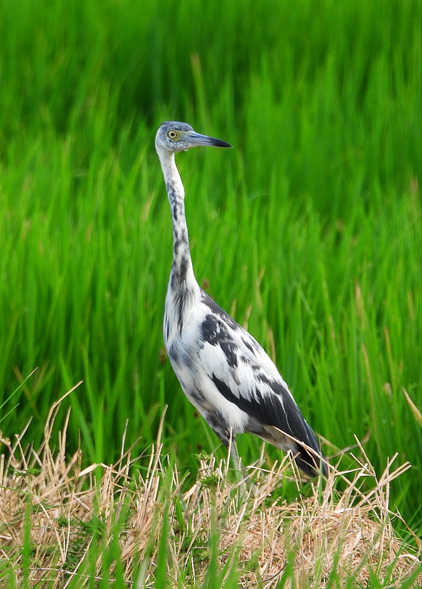 Little Blue Heron - ML640210544