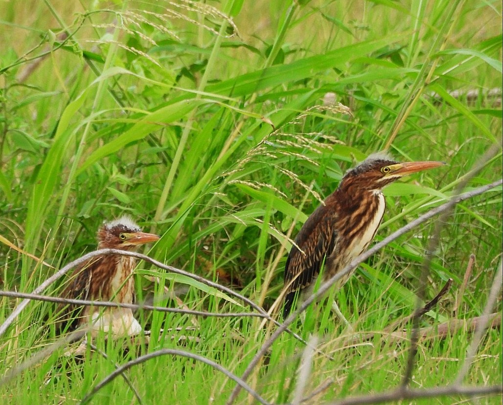 Green Heron - ML640210552