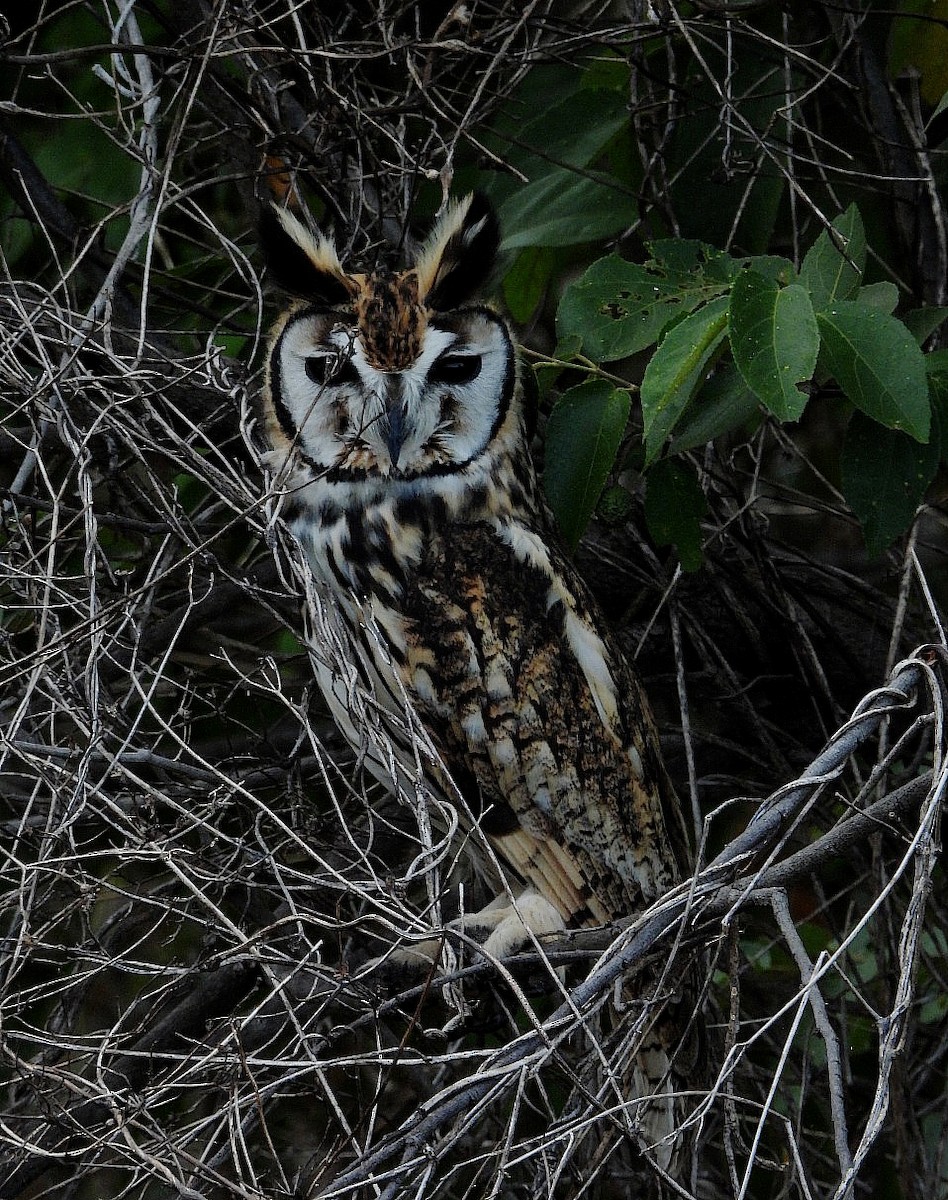 Striped Owl - ML640210568