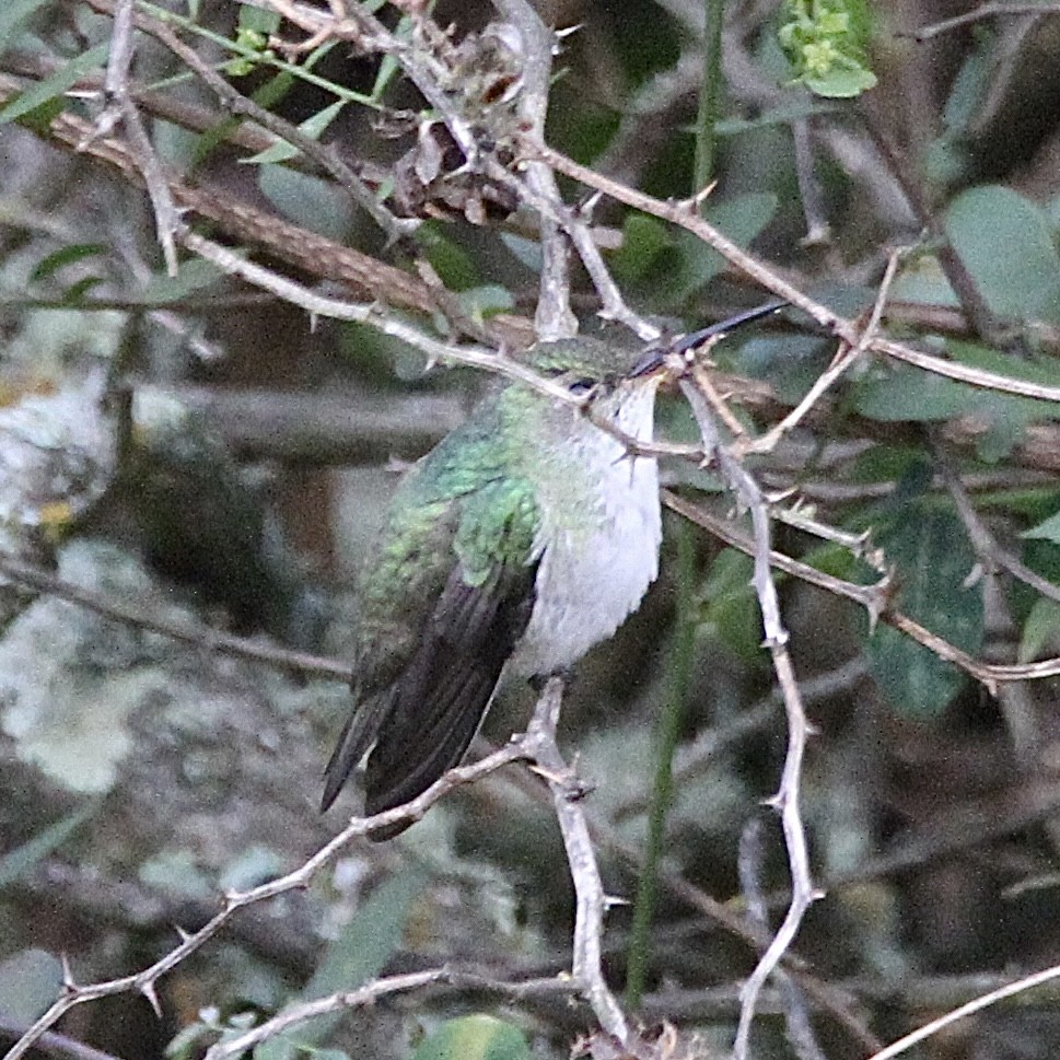 Green-and-white Hummingbird - ML640210571