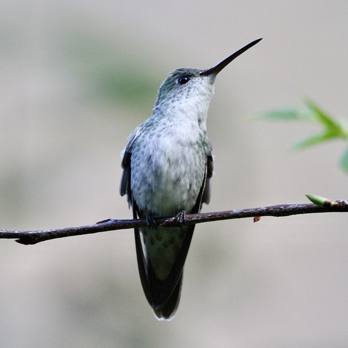 Green-and-white Hummingbird - ML640210572