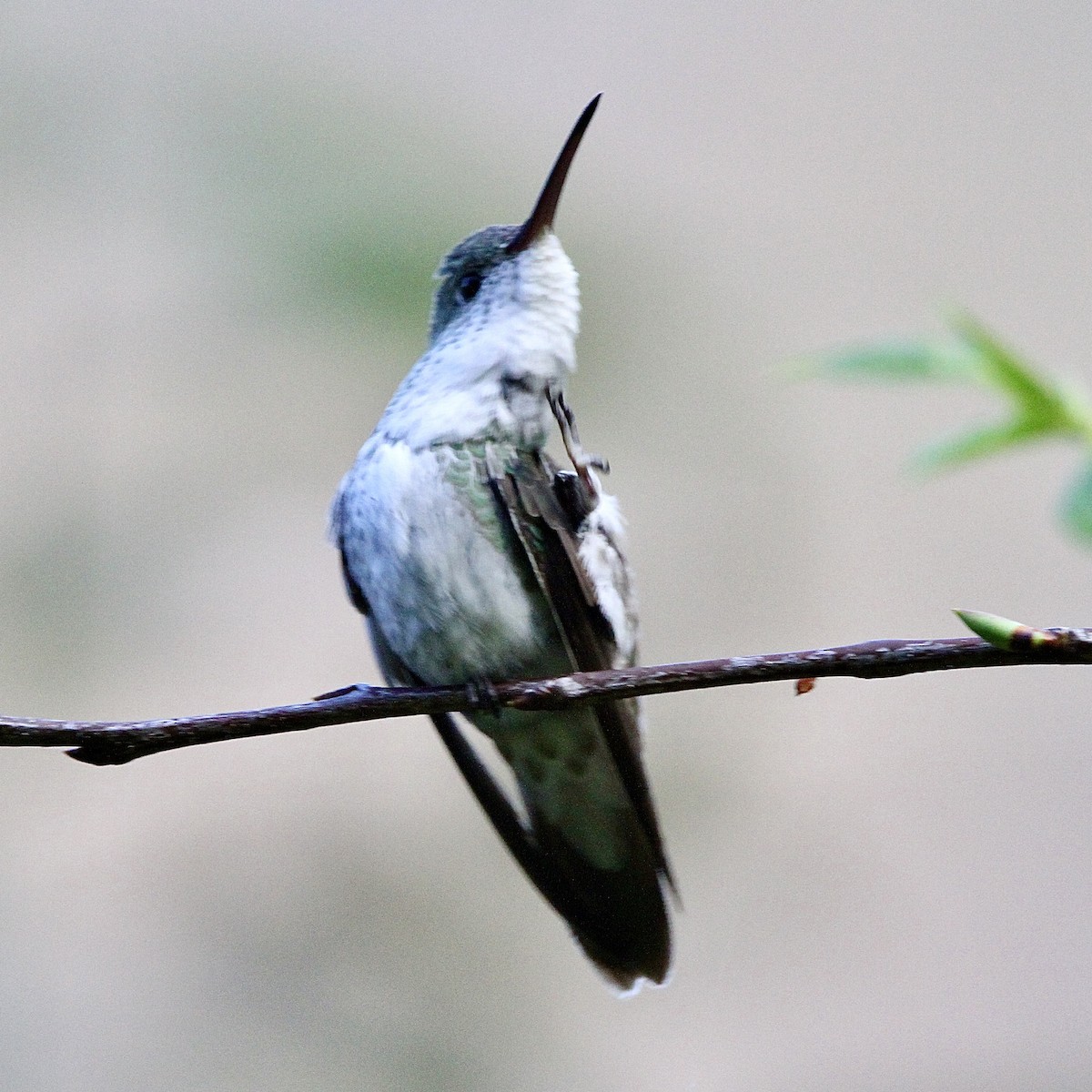 Green-and-white Hummingbird - ML640210573