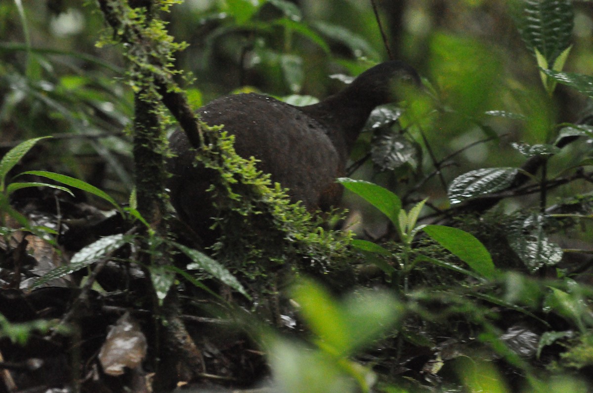 Black-breasted Wood-Quail - ML640210597
