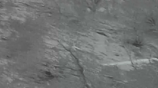 nightjar sp. - ML640210610