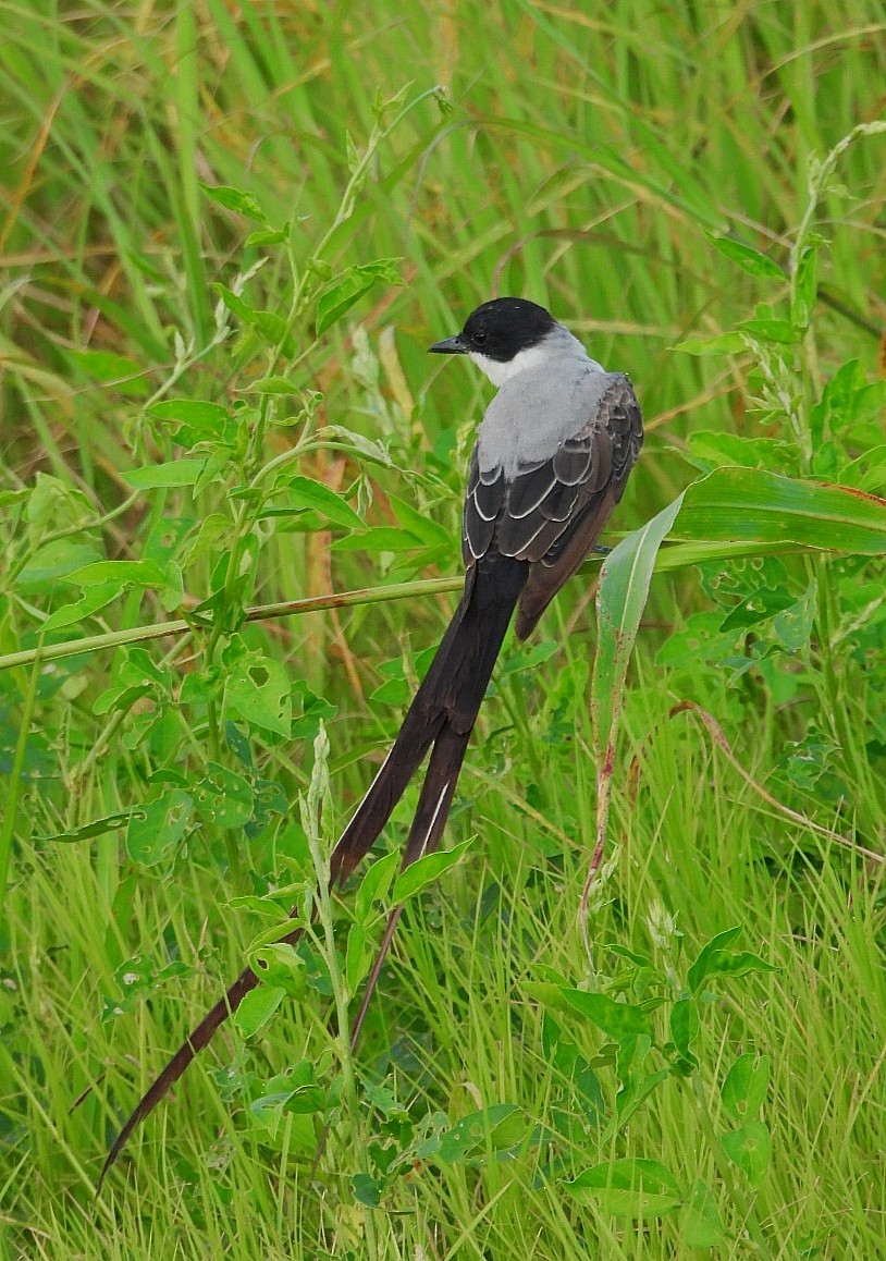 Fork-tailed Flycatcher - ML640210674