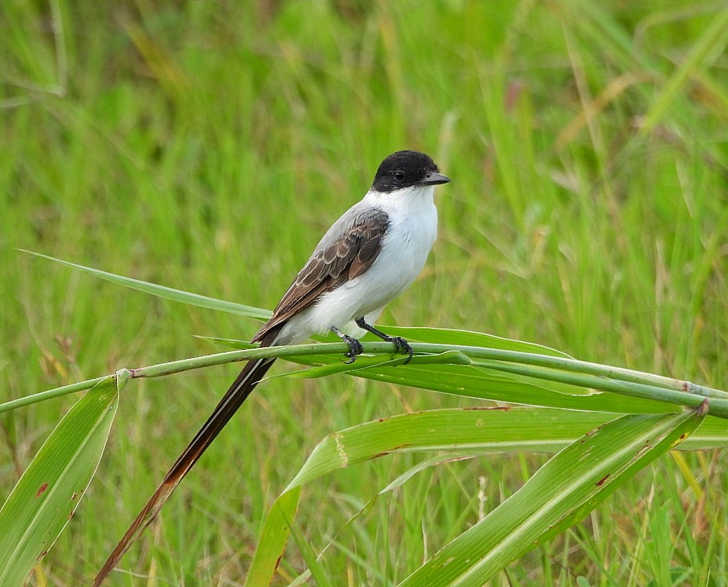 Fork-tailed Flycatcher - ML640210675
