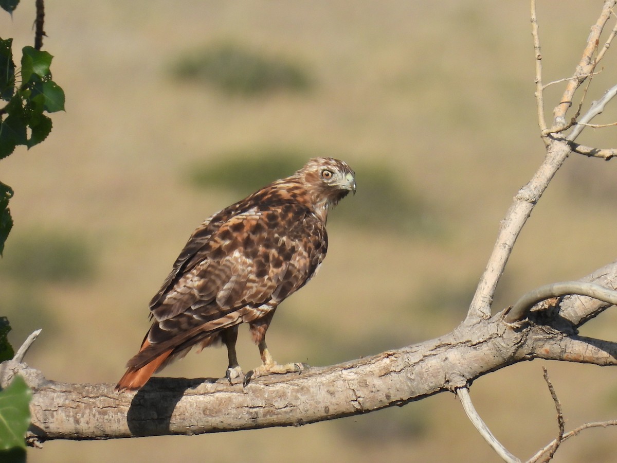 Red-tailed Hawk - ML640210767