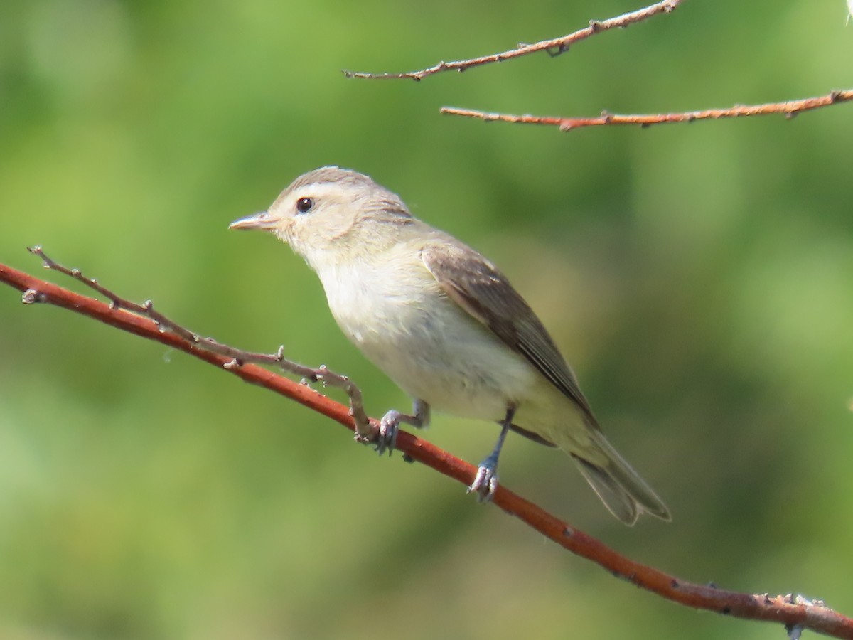 Western Warbling Vireo - ML640210816