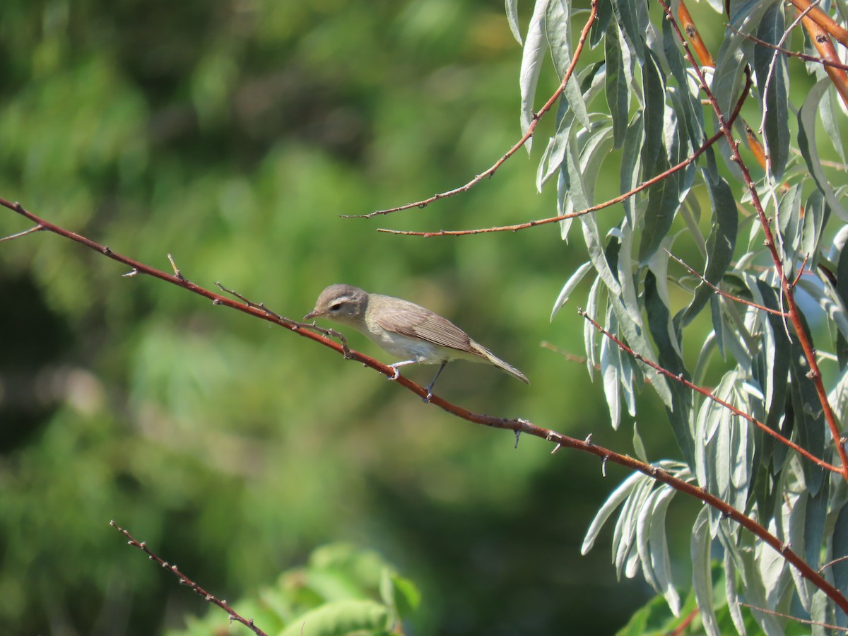 Western Warbling Vireo - ML640210817