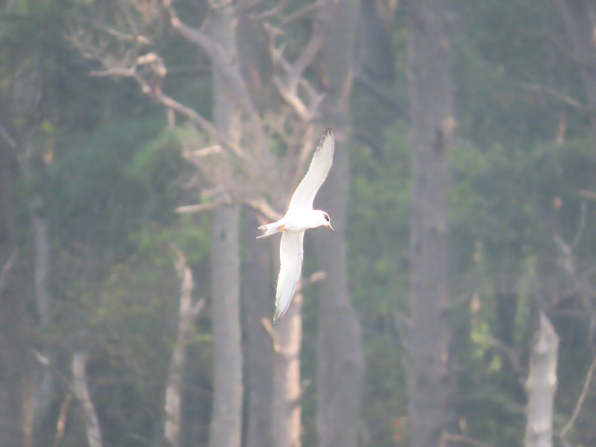 Forster's Tern - ML640210879