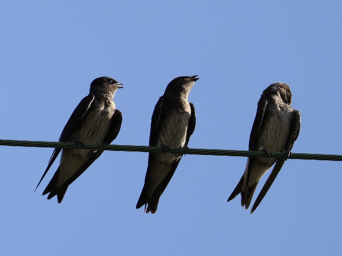 Purple Martin - ML640210925