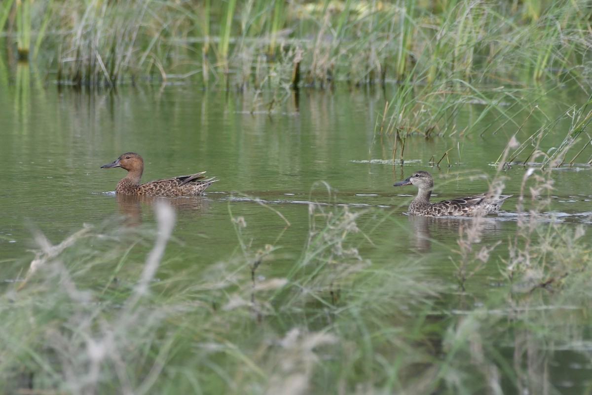 Cinnamon Teal - ML640210933