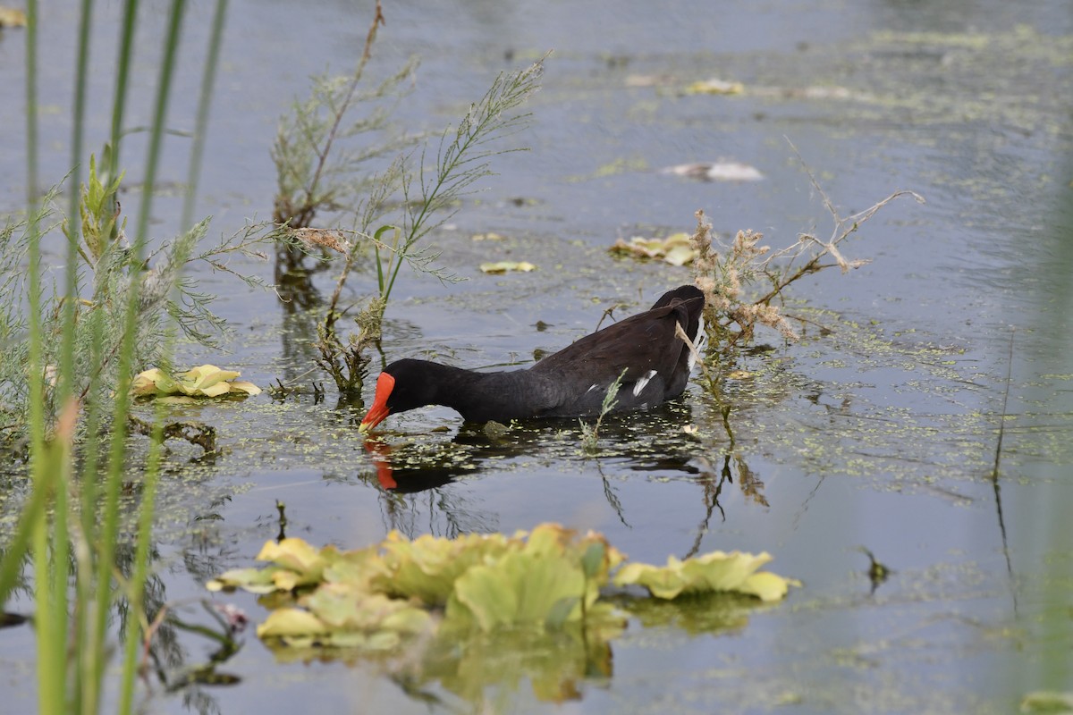 Common Gallinule - ML640210939